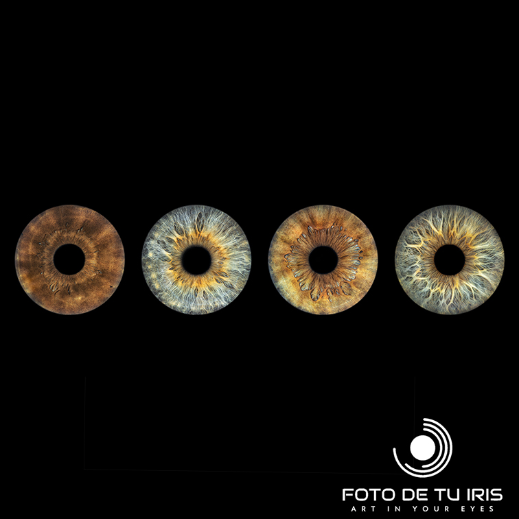 Retrato artístico de 4 iris alineados – fotografía de iris en alta resolución